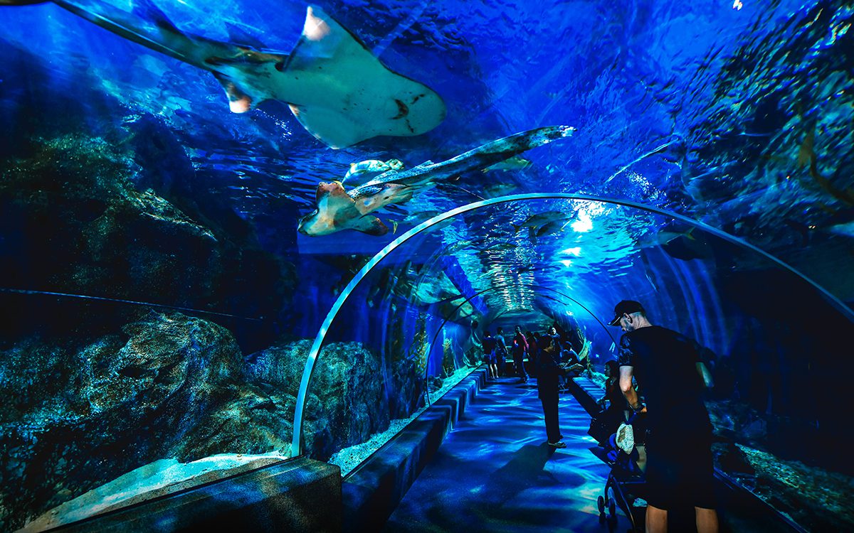 ซีไลฟ์ แบงคอก (Sea Life Bangkok Ocean World)